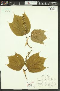 Acer pensylvanicum image