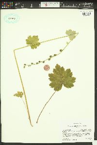 Tellima grandiflora image