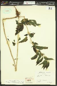 Urtica gracilis image