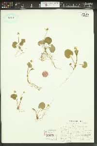 Viola pallens image