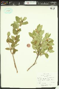 Symphoricarpos occidentalis image