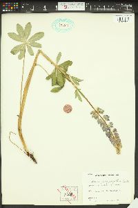 Lupinus polyphyllus image