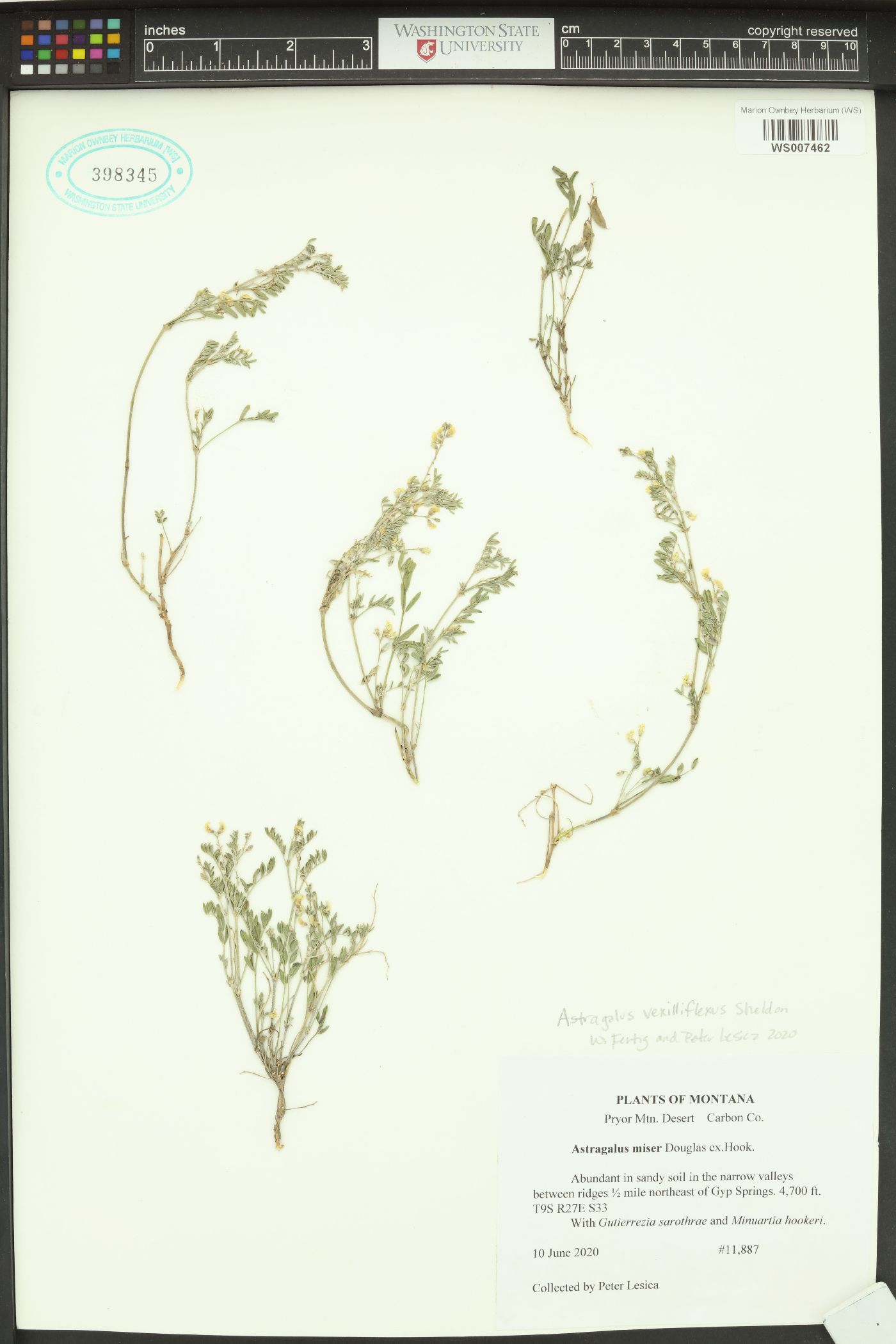 Astragalus vexilliflexus image