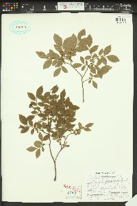 Vaccinium angustifolium image