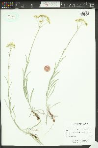 Antennaria luzuloides image