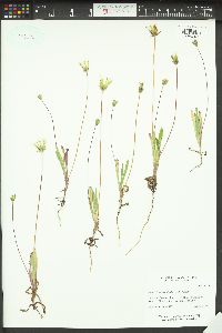 Agoseris heterophylla image