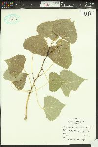 Populus deltoides subsp. monilifera image