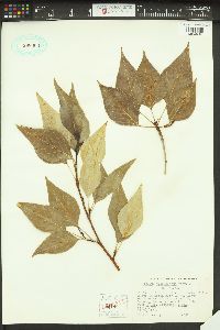 Populus trichocarpa image