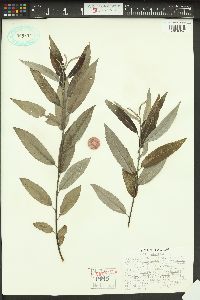 Salix babylonica image