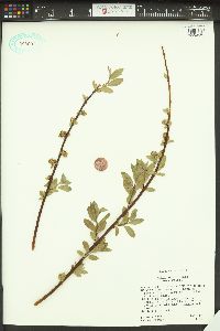 Salix wolfii var. wolfii image