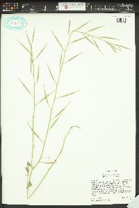 Brassica tournefortii image