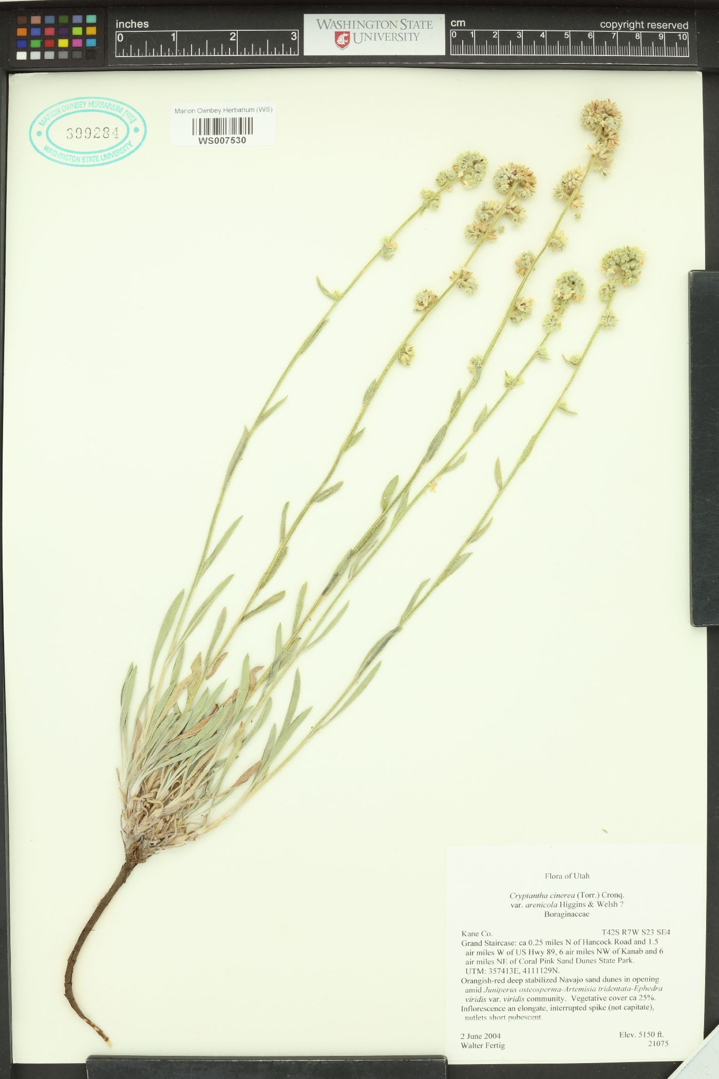 Oreocarya suffruticosa var. arenicola image