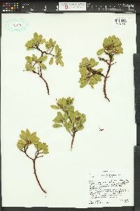 Arctostaphylos nevadensis image