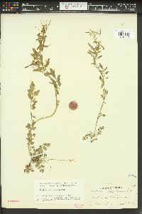 Cardamine oligosperma image