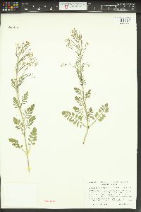 Cardamine oligosperma image