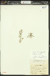 Cardamine oligosperma image