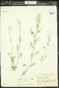 Cardamine oligosperma image