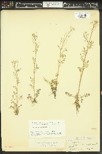 Cardamine oligosperma image