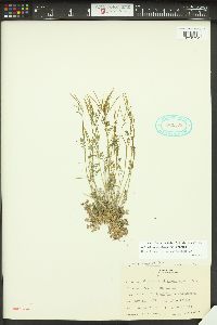 Cardamine oligosperma image