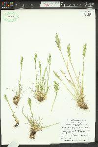 Poa bulbosa image