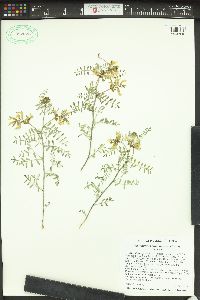 Astragalus speirocarpus image