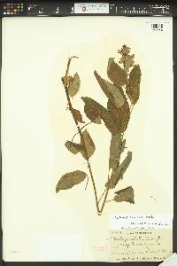 Stachys mexicana image