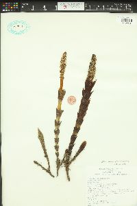 Equisetum telmateia image