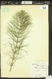 Equisetum telmateia image