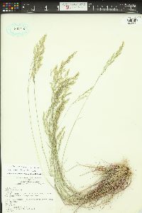 Poa secunda subsp. secunda image