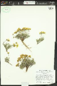 Nestotus stenophyllus image