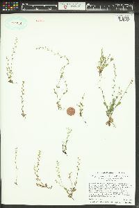 Myosotis stricta image