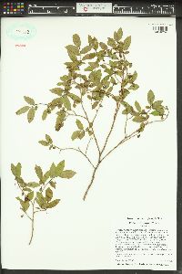 Vaccinium myrtillus image