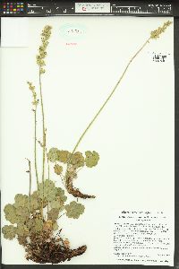 Heuchera cylindrica image