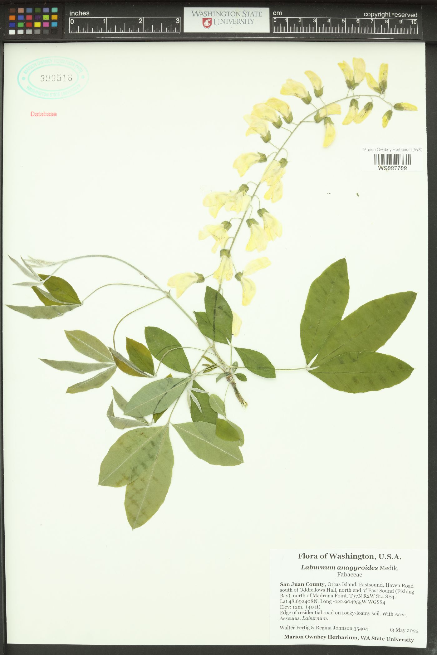 Laburnum anagyroides image