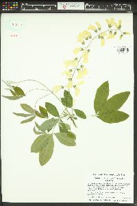 Laburnum anagyroides image