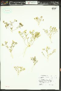 Linanthus campanulatus image