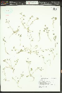 Trifolium variegatum image