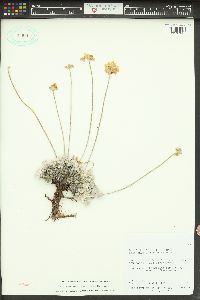 Eriogonum ovalifolium image