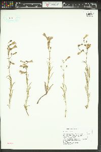 Penstemon roezlii image