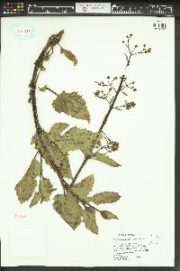 Scrophularia desertorum image