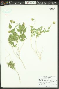 Brickellia atractyloides image