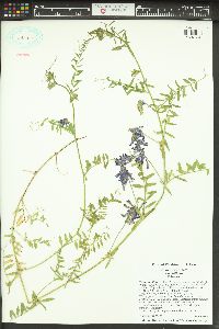 Vicia villosa var. villosa image