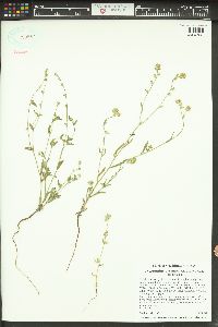 Cryptantha torreyana image