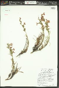 Penstemon gairdneri image