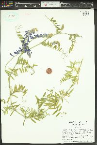 Vicia villosa var. villosa image