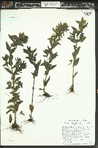 Bellardia viscosa image