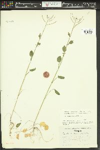 Cardamine breweri image