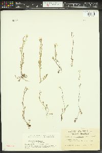 Cardamine occidentalis image