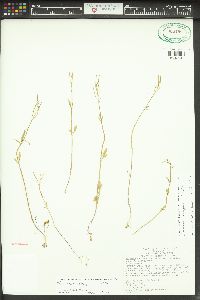 Cardamine holmgrenii image