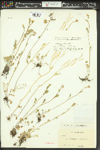 Cardamine occidentalis image